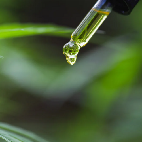 Olej konopny w pielęgnacji – jak działa i jakie daje efekty?