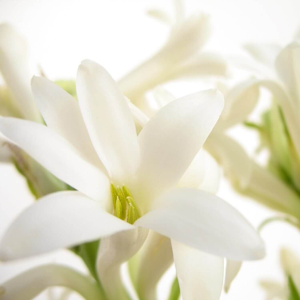 Perfumy z tuberozą – przegląd perfum z nutą tuberozy