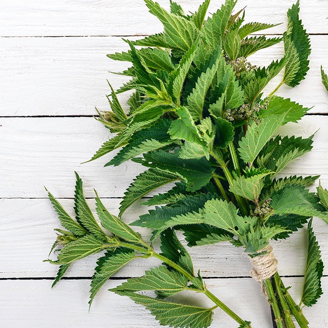 Pokrzywa na włosy – jak działa i jakie daje efekty?