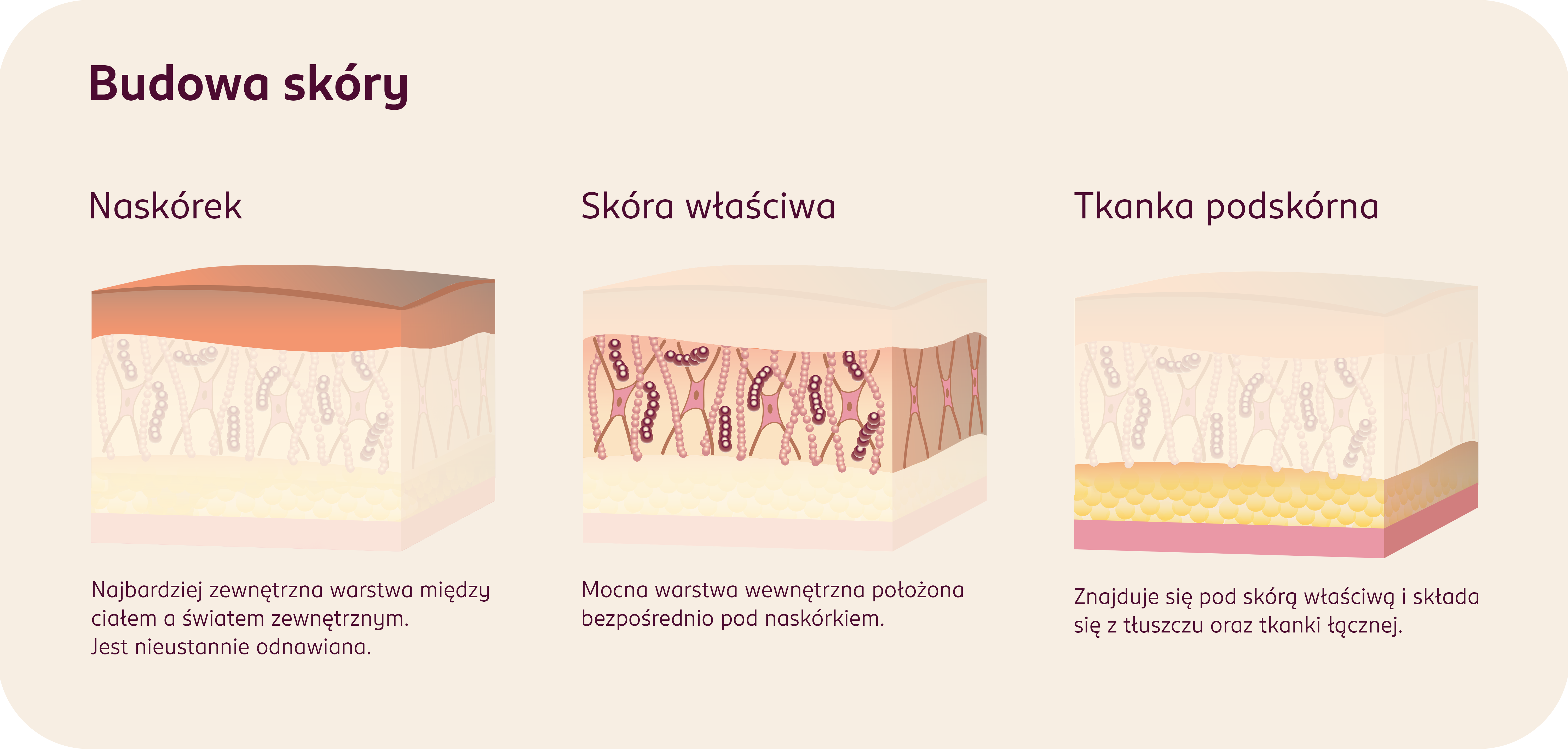 Infografika przedstawiająca budowę skóry