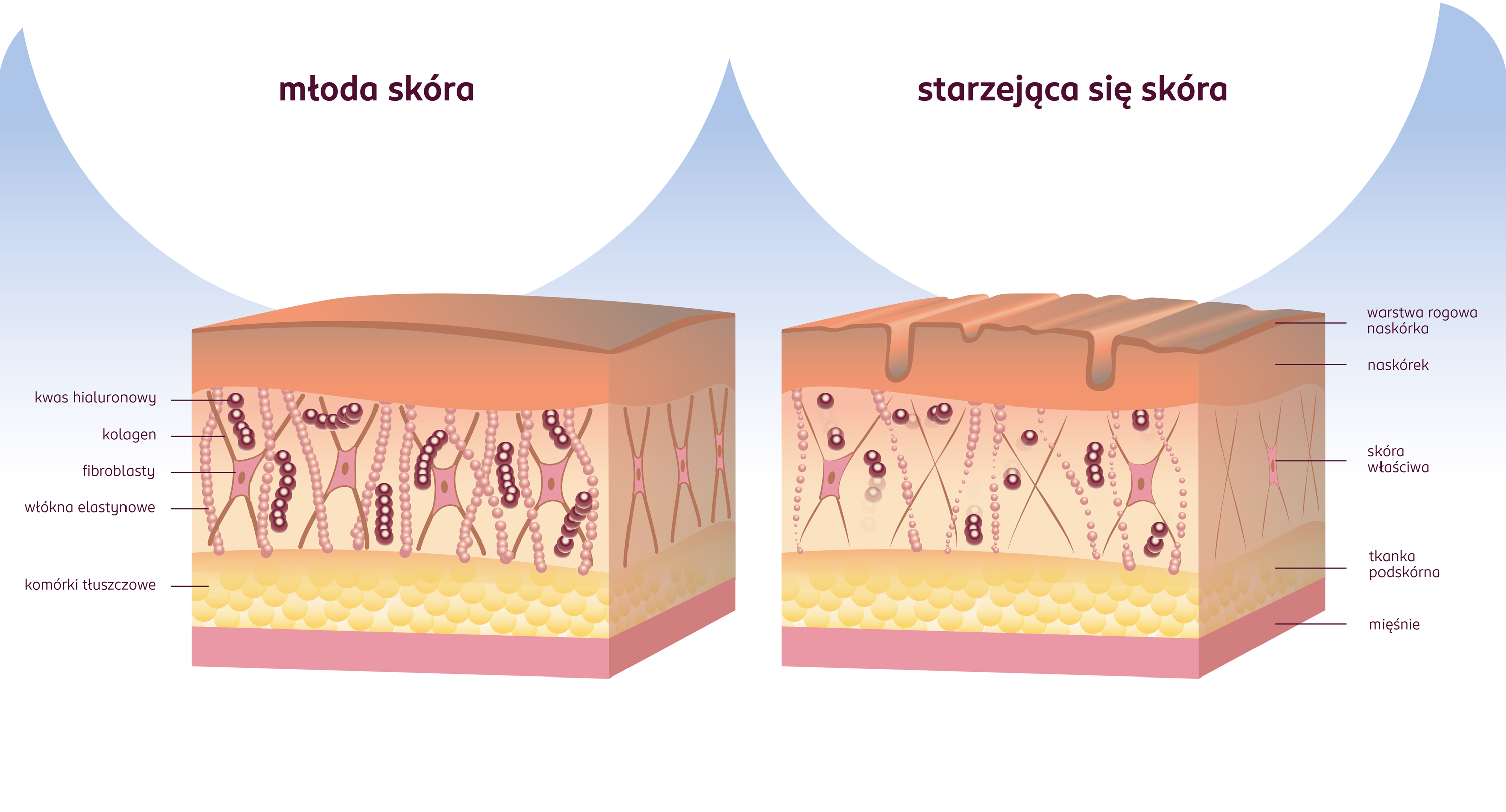 BLOG_skora_przekroj_mloda_stara_popr.png