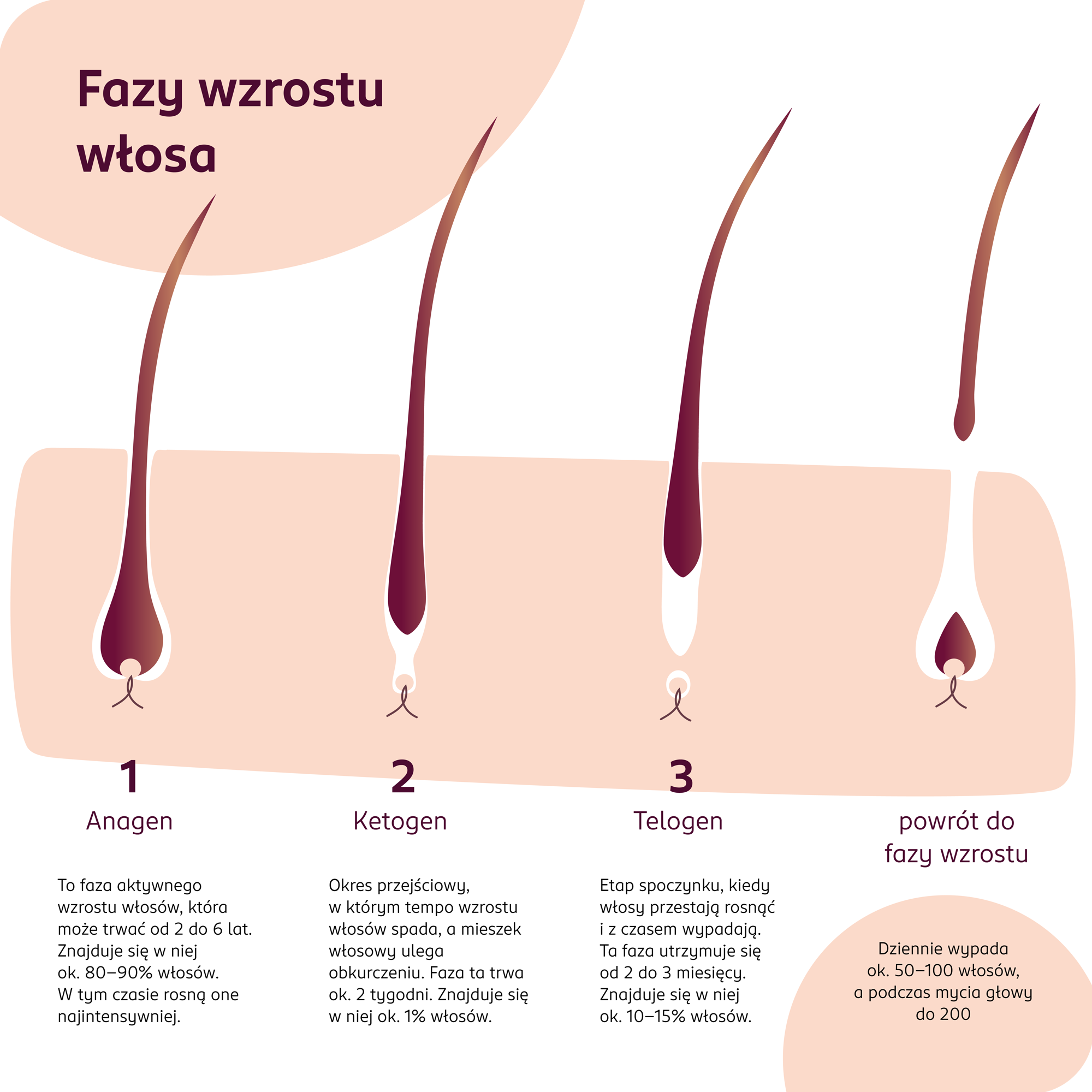 BLOG_Piel_gnacja_w_os_w_Fazy_wzrosyu_wlosa.png