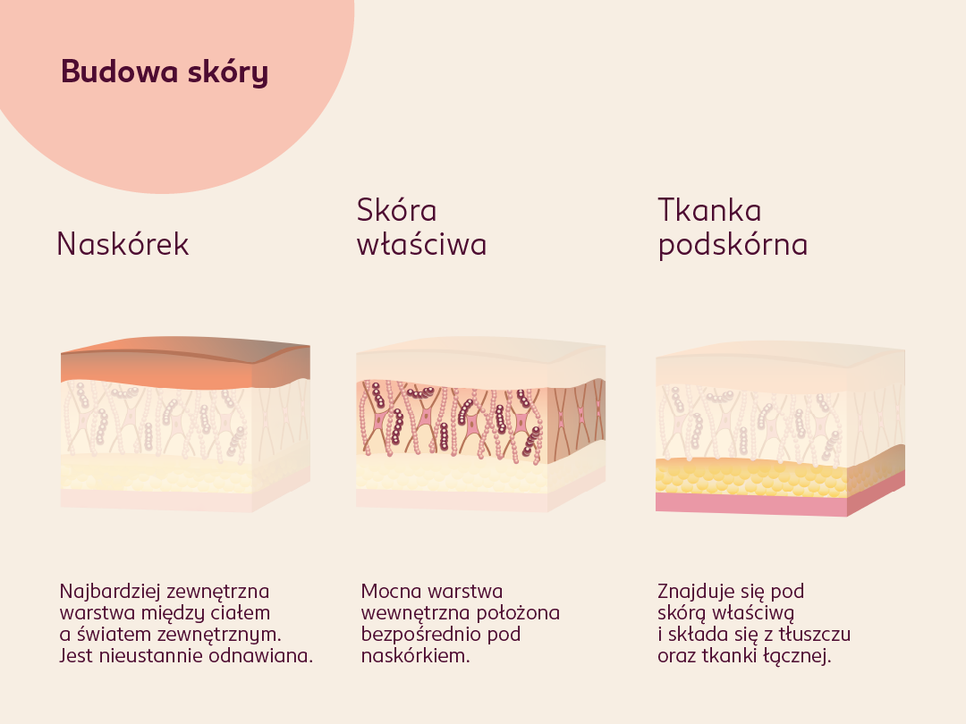 Infografika przedstawiająca budowę skóry